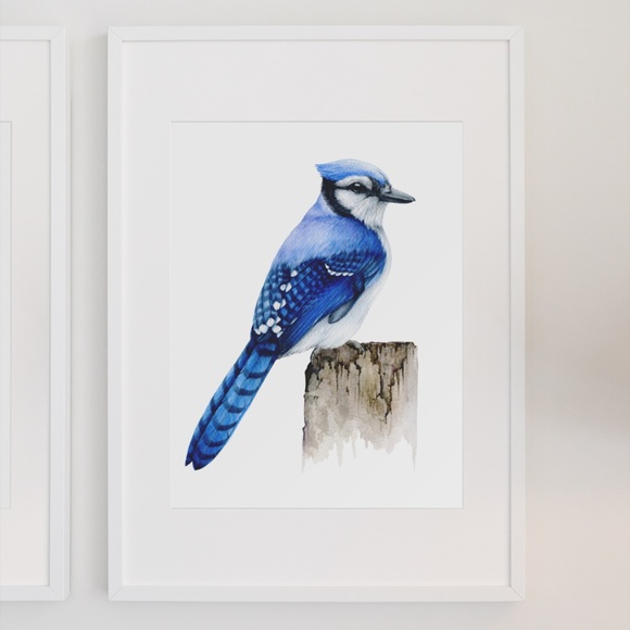 Blue Jay Bird Wall Art Watercolor Illustration Print Poster Card Unframed - Picture 3 of 7